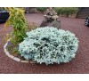 Ель колючая Глаука Глобоза (Glauca Globosa) С2